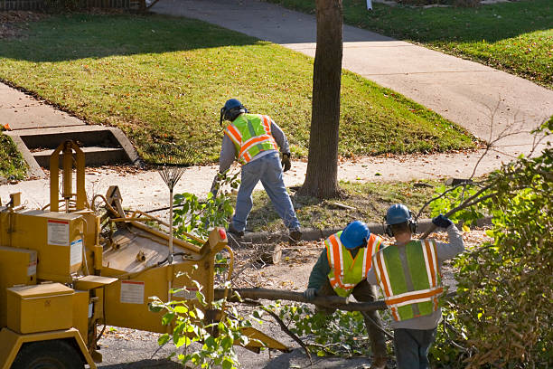 Best Tree Preservation Services  in Prophetstown, IL